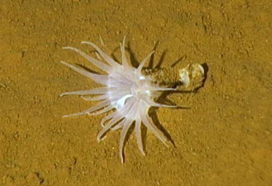 Представитель Семейства Bathyphellidae